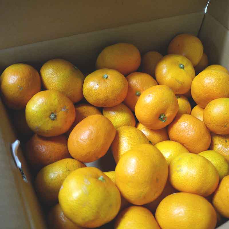 無茶々園の温州みかん3kg(S～2L)_s50