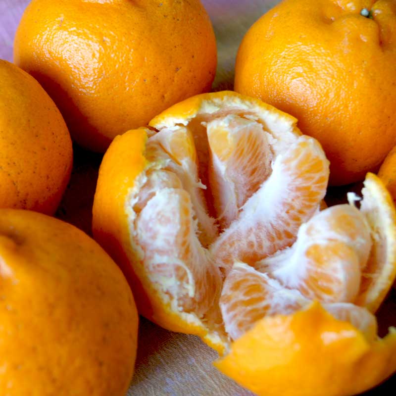 愛媛県 無茶々園のポンカン3kg_s50