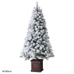 ���������١��� �̡��ɥĥ꡼ �ڥ��Ρ���