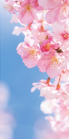 タペストリー 春 桜花びら 防炎 すべての商品 イベントグッズ スマイル館 スマホ対応