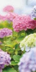 ���ڥ��ȥ꡼���ơ֥ϥ��ɥ�󥸥��ʤ��������ˡ��ɱ�ˡ�