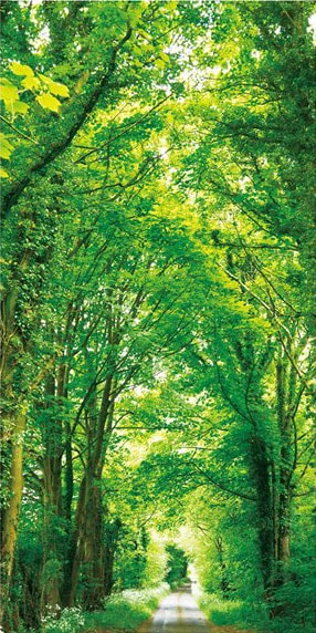 タペストリー 春「新緑並木」（防炎加工） | 5.イベント装飾用品,夏の