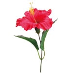 �ϥ��ӥ������ԥå���24�ܥ��åȡ�