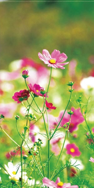���ڥ��ȥ꡼�����֥��꡼�󥳥��⥹���ɱ�ˡ�