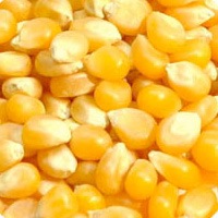 ����ꥫ���ݥåץ�����Ʀ