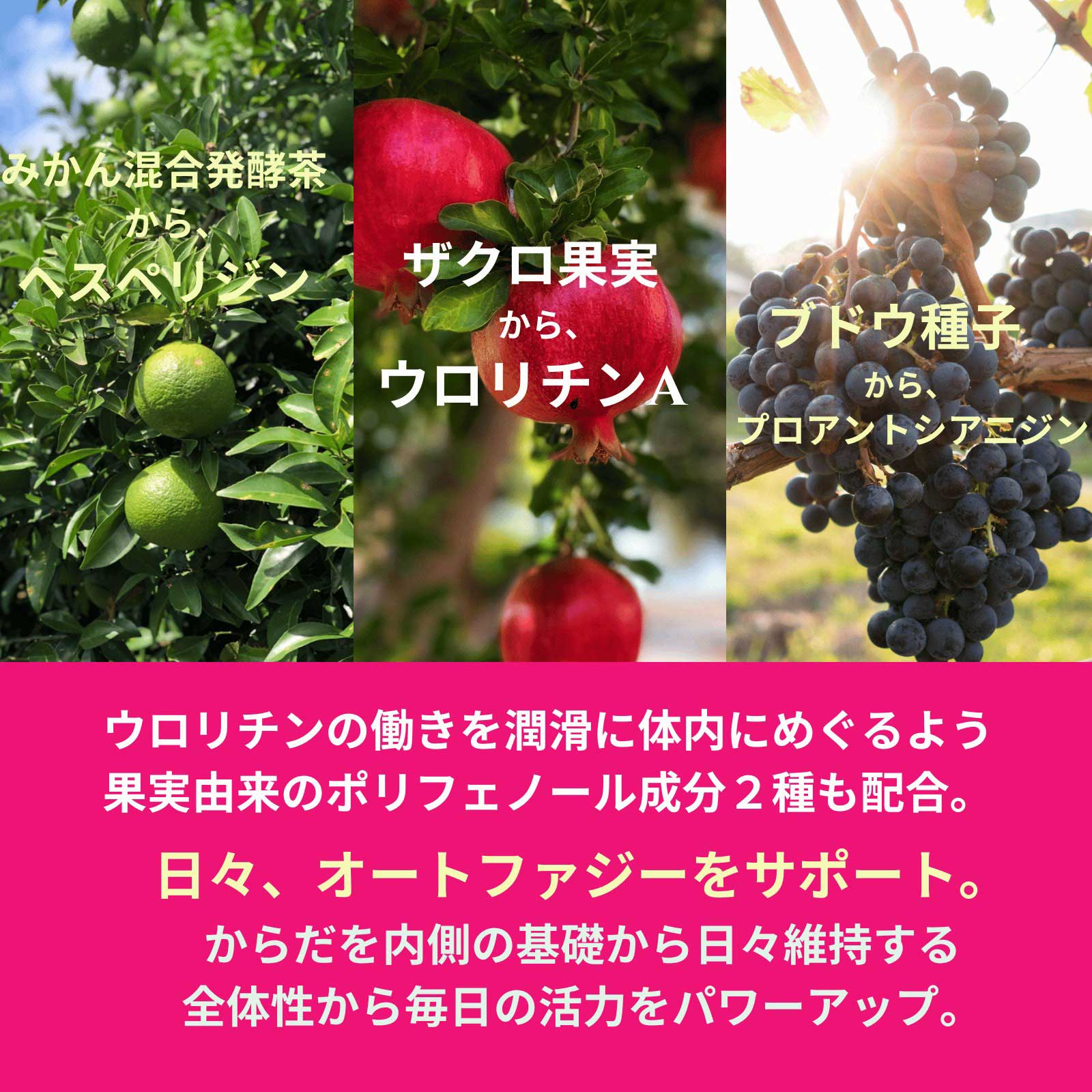 312 ル ファージュ Le Phagie 