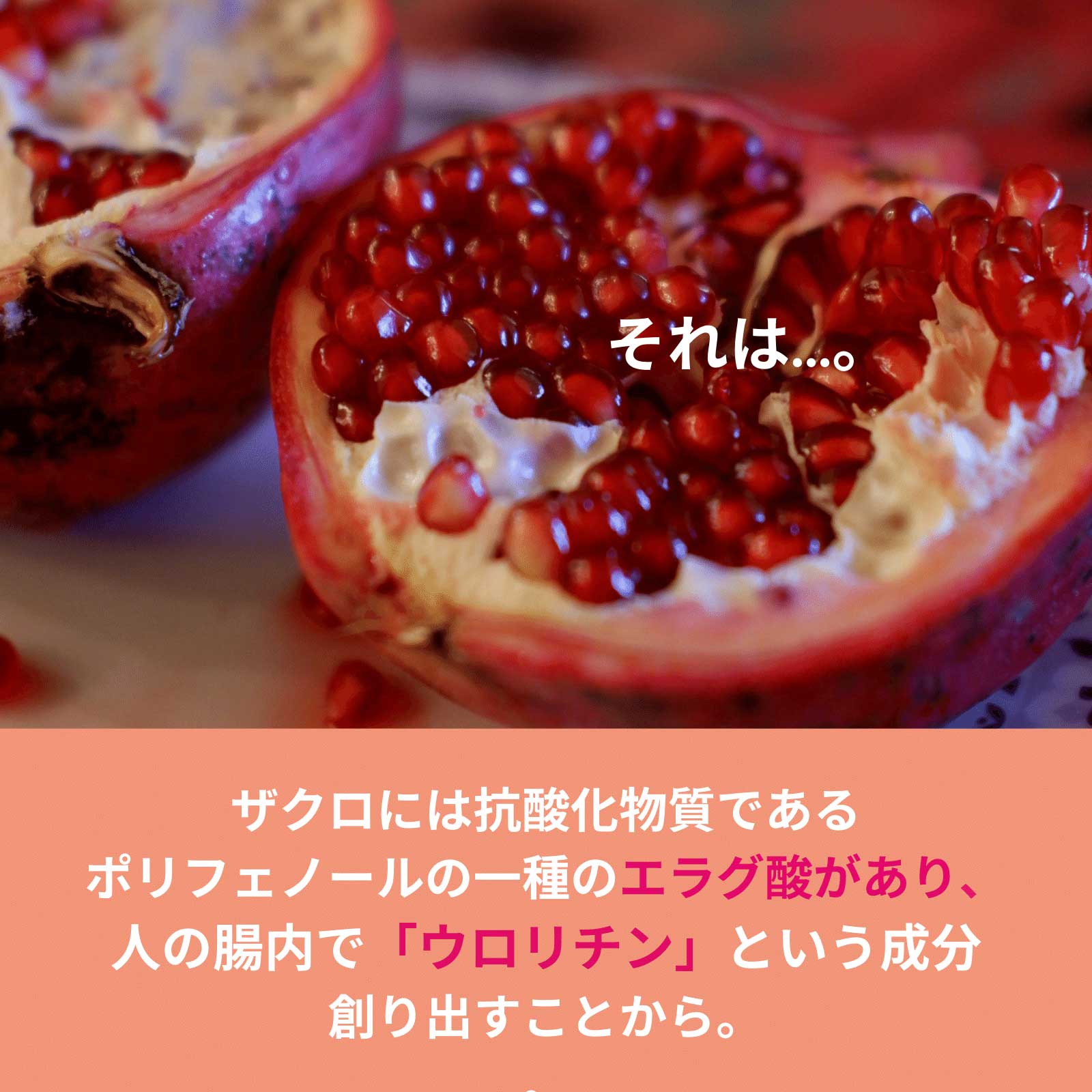 312 ル ファージュ Le Phagie 