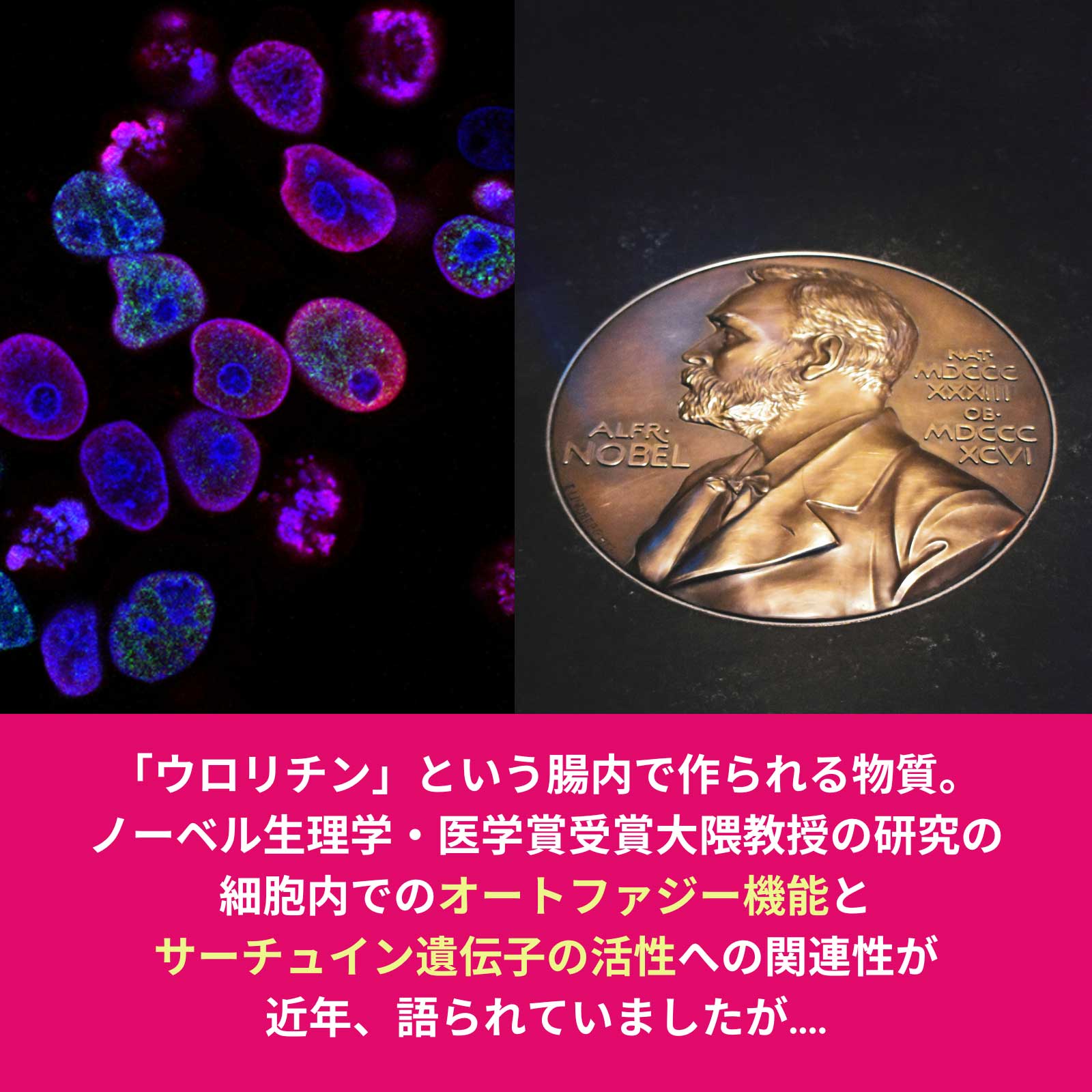 312 ル ファージュ Le Phagie 