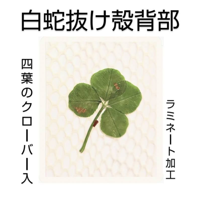 カプさまオーダー＊白蛇抜け殻入りお守り＊ 友実。さまオーダー＊白蛇抜け殻入り持ち塩ペンダント＊ご確認用