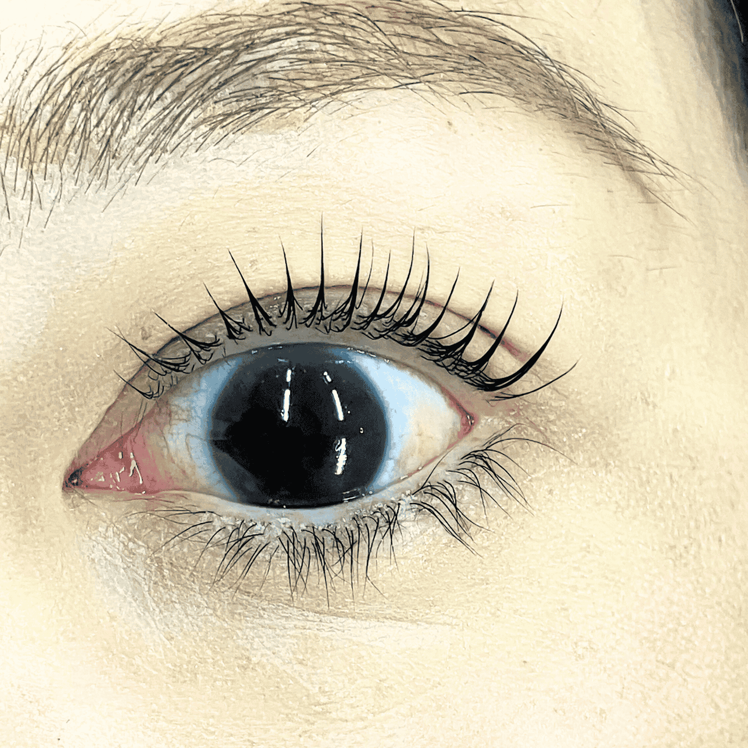 SASA ROD【Dカールロッド】 | ロッド | Belle Lash 高品質まつ毛商材の