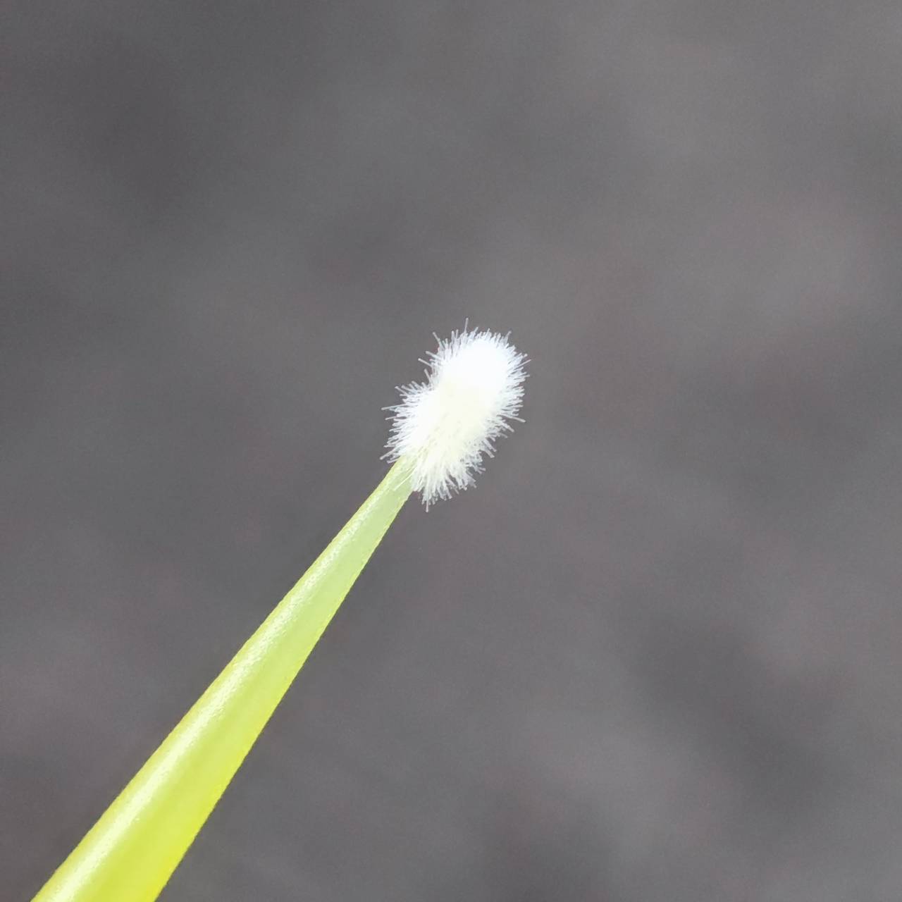 �ޥ������֥饷��1.0mm 100�������