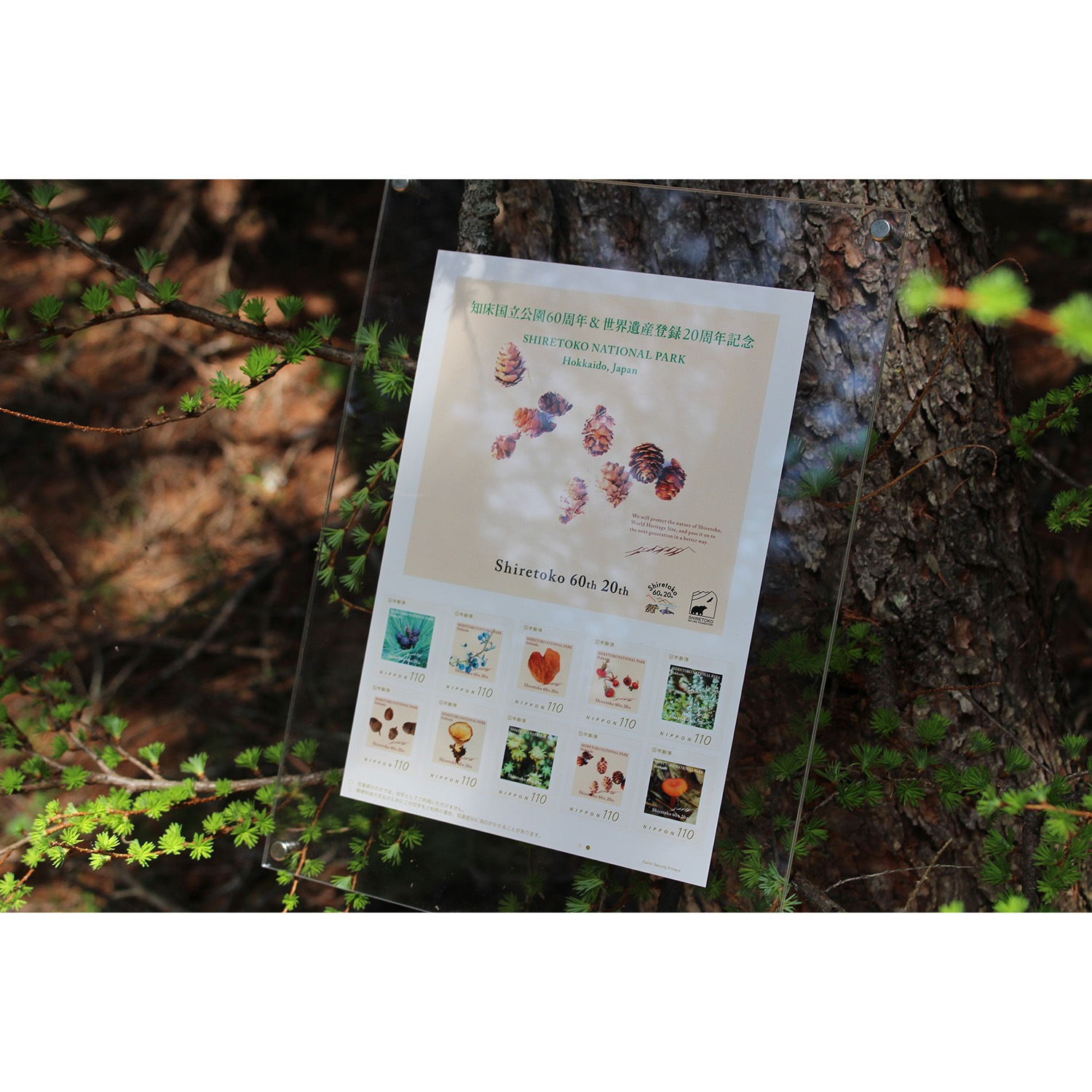 ξΩ60ǯ仺Ͽ20ǯ ǰڼ