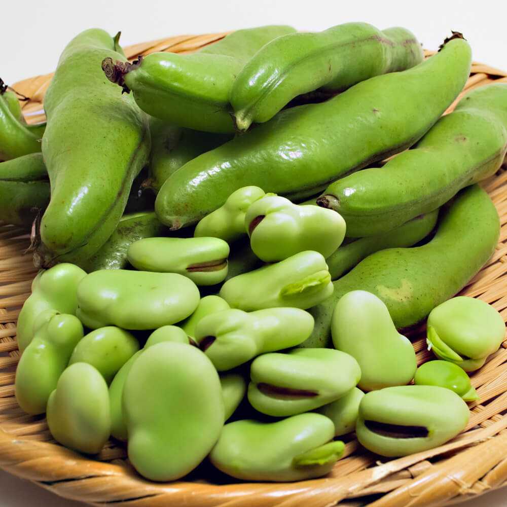 そら豆 純金オブジェ 「そら豆」 | 高品質 金・プラチナ