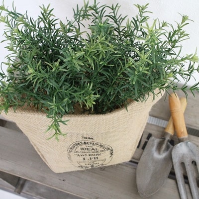 ローズマリーピック(グリーン)