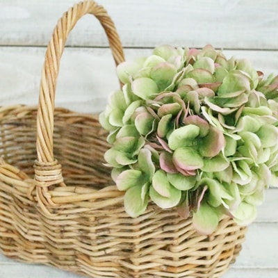 秋色紫陽花(ピンクグリーン)