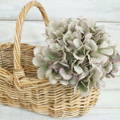 秋色紫陽花(グレーグリーン)