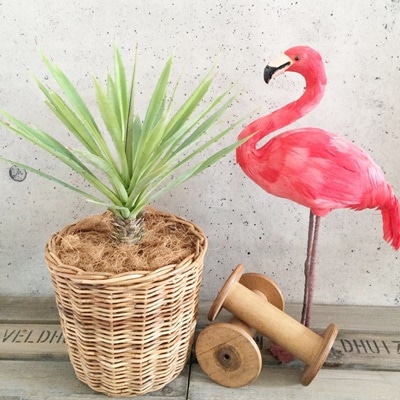 ツンツン多肉(特大)