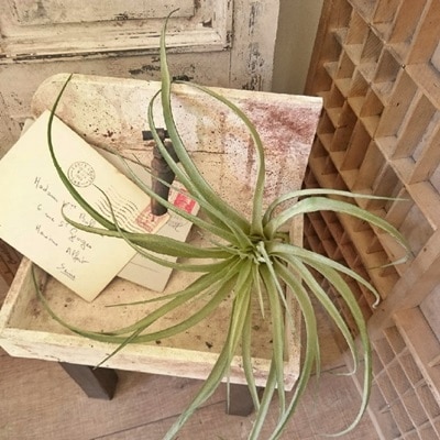 ティランジアB(Lサイズ)