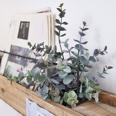 アンティークユーカリ