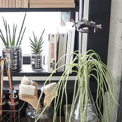 ワシャワシャエアプランツ