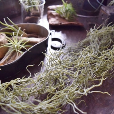 シブ渋モシャモス