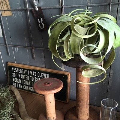 エアプランツ｜おしゃれなフェイクグリーン・人工観葉植物通販【いな