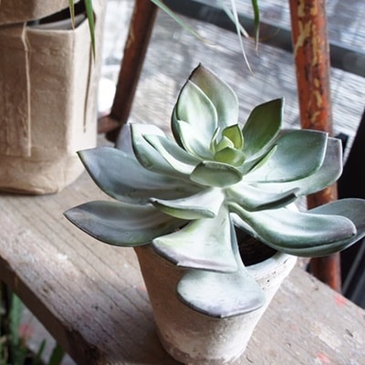 でかベリア(グリーンレッド)