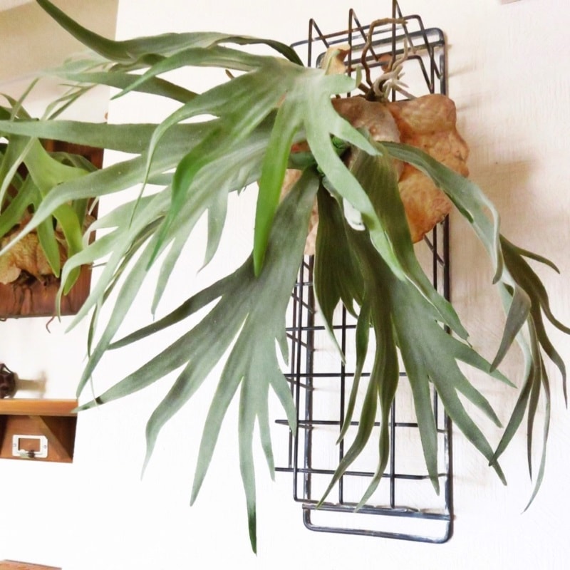 ツンツン葉っぱのコウモリランL