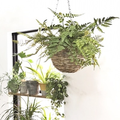 大きなシダシダミックス