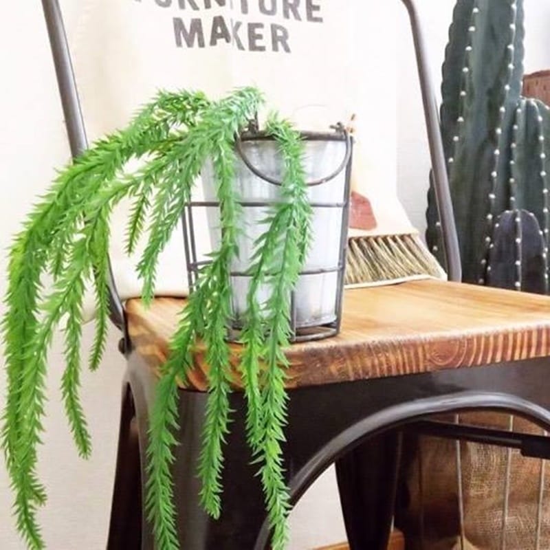 リコポディウム