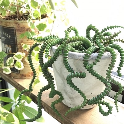 くねくねグリーンキャタピラー