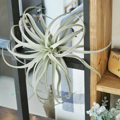 シルバーティランジアL