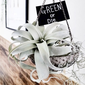 リアル度高めの子】｜おしゃれなフェイクグリーン・人工観葉植物通販