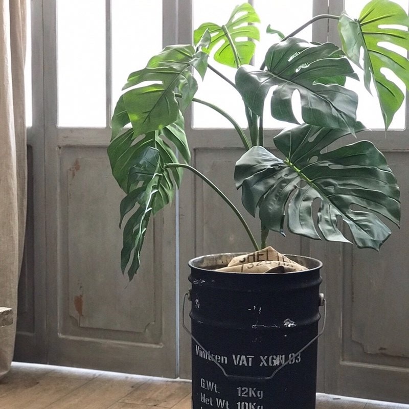 モンステラ 大型 170㎝ お引取りのみ 大阪