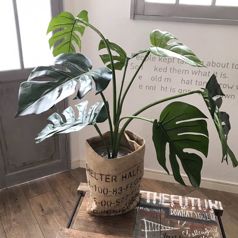 モンステラ　茎太 モンステラ 茎太 2本