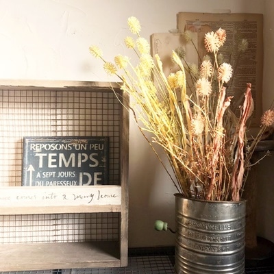 かさかさトゲトゲ