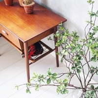 ドウダンツツジL