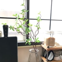 ドウダンツツジM