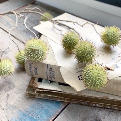 ゲジゲジぽんぽん(ブラウン・グリーン )