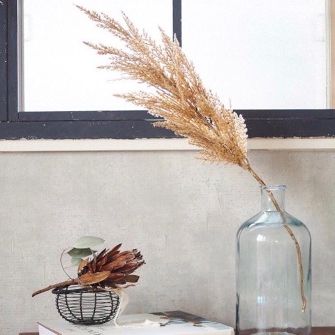 ちょいキラパンパスグラス