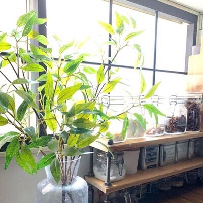 わさわさ葉っぱの枝