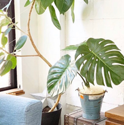 くみたてるモンステラ