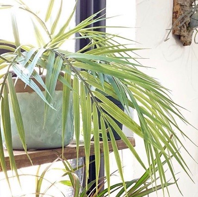 しなやかパーム