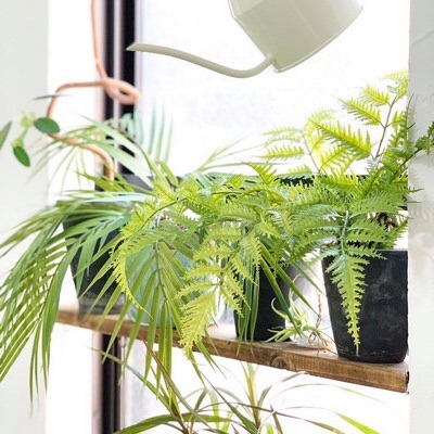 かさかさシダシダ