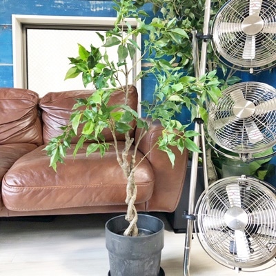 【送料無料♪】ねじねじの木