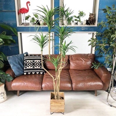 【送料無料♪】ドラセナポットL