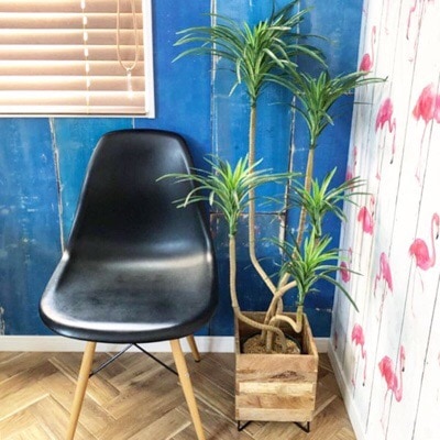 【送料無料♪】ドラセナポットM