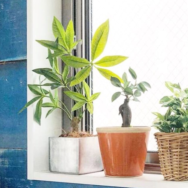 キューブ型の鉢 (シルバー)