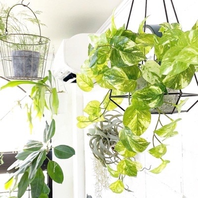 もりもりポトス