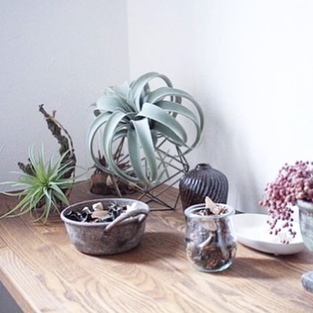 リアル度高めの子】｜おしゃれなフェイクグリーン・人工観葉植物通販